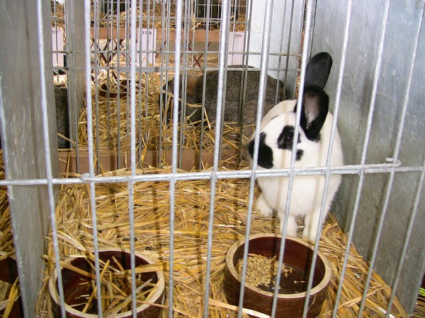 Celostátní výstava mladých králíků a drůbeže
