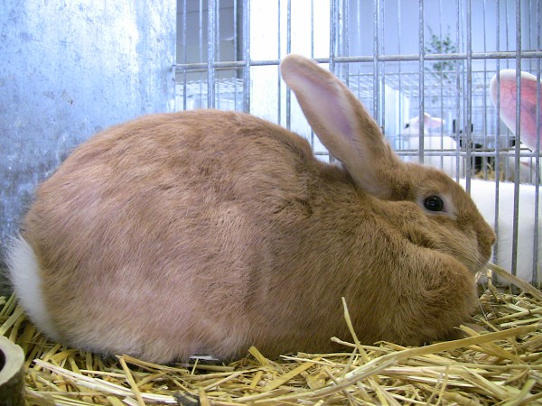 Celostátní výstava mladých králíků a drůbeže