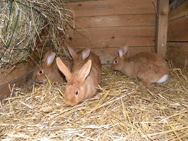 Králíci na farmě WENET