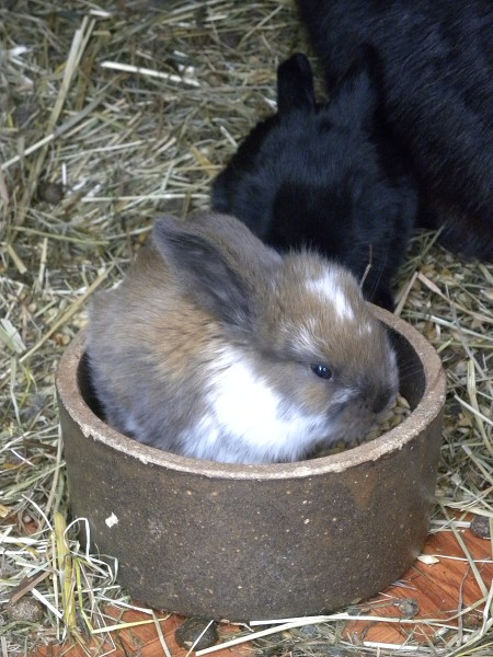 Králíci na farmě WENET