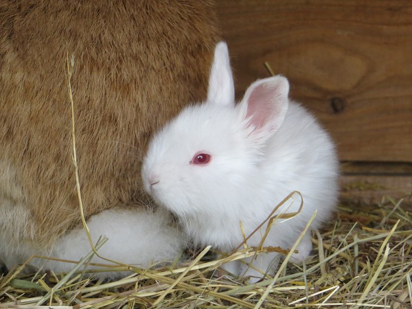 Králíci na farmě WENET